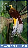 Cliquez sur l'image pour la voir en taille relle

Nom : Lesser_Bird_of_Paradise.jpg
Affichages : 442
Taille : 39,3 Ko
ID : 88067