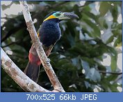 Cliquez sur l'image pour la voir en taille relle

Nom : 1024px-Selenidera_reinwardtii_langsdorfii_-_Golden-collared_toucanet_(male);_Careiro,_Amazonas,_.jpg
Affichages : 242
Taille : 65,6 Ko
ID : 123339