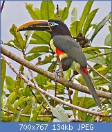 Cliquez sur l'image pour la voir en taille relle

Nom : 800px-Chestnut-eared_Aracari_JCB.jpg
Affichages : 240
Taille : 133,9 Ko
ID : 123340