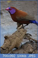 Cliquez sur l'image pour la voir en taille relle

Nom : Violet-eared_waxbill,_Uraeginthus_granatinus,_at_Pilanesberg_National_Park,_Northwest_Province,_.jpg
Affichages : 75
Taille : 99,6 Ko
ID : 120966