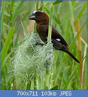 Cliquez sur l'image pour la voir en taille relle

Nom : Thick-billed_Weaver_(Amblyospiza_albifrons)_(12028160074).jpg
Affichages : 68
Taille : 103,1 Ko
ID : 119138