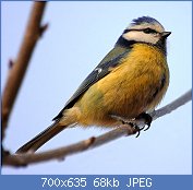 Cliquez sur l'image pour la voir en taille relle

Nom : msange bleue.jpg
Affichages : 28
Taille : 67,9 Ko
ID : 97416