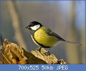 Cliquez sur l'image pour la voir en taille relle

Nom : Parus_major_mle.jpg
Affichages : 31
Taille : 49,6 Ko
ID : 97417