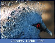 Cliquez sur l'image pour la voir en taille relle

Nom : 1280px-Guria_Pigeon_(Goura_victoria)_head_in_Port_Moresby.jpg
Affichages : 54
Taille : 108,0 Ko
ID : 117047