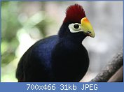 Cliquez sur l'image pour la voir en taille relle

Nom : Musophaga_rossae_-Lady_Ross'_Turaco_-Houston_Zoo.jpg
Affichages : 114
Taille : 30,7 Ko
ID : 119519