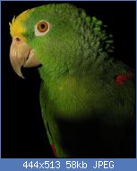 Cliquez sur l'image pour la voir en taille relle

Nom : amazone a front jaune de Panama - Amazona ochrocephala.jpg
Affichages : 1445
Taille : 58,1 Ko
ID : 77327