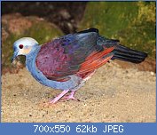 Cliquez sur l'image pour la voir en taille relle

Nom : 1Colombe-versicolore-Geotrygon-versicolor-Crested-Quail-Dove.jpg
Affichages : 103
Taille : 62,2 Ko
ID : 117066