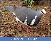 Cliquez sur l'image pour la voir en taille relle

Nom : 1280px-Wonga_Pigeon.jpg
Affichages : 85
Taille : 91,8 Ko
ID : 119211