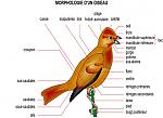 Cliquez sur l'image pour la voir en taille relle

Nom : morphologie_oiseau.jpg
Affichages : 1787
Taille : 135,1 Ko
ID : 8292