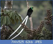 Cliquez sur l'image pour la voir en taille relle

Nom : Ribbon-tailed_Astrapia_-_Papua_New_Guinea_(19981314929).jpg
Affichages : 125
Taille : 62,3 Ko
ID : 118032