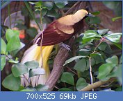 Cliquez sur l'image pour la voir en taille relle

Nom : 1280px-Paradisaea_minor_(Lesser_Bird_of_Paradise).jpg
Affichages : 32
Taille : 69,2 Ko
ID : 118049