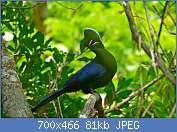 Cliquez sur l'image pour la voir en taille relle

Nom : 1280px-Knysna_Turaco_(Tauraco_corythaix)_(30157293564).jpg
Affichages : 70
Taille : 81,3 Ko
ID : 118733