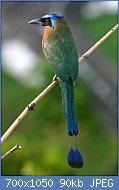 Cliquez sur l'image pour la voir en taille relle

Nom : 800px-Blue-crowned_Motmot_back_2.jpg
Affichages : 76
Taille : 90,3 Ko
ID : 121946