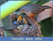 Cliquez sur l'image pour la voir en taille relle

Nom : Sabi_Laranjeira_ou_Turdus_rufiventris3.jpg
Affichages : 60
Taille : 66,4 Ko
ID : 118939