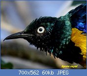 Cliquez sur l'image pour la voir en taille relle

Nom : GoldenBreastedStarling.jpg
Affichages : 31
Taille : 59,6 Ko
ID : 113350