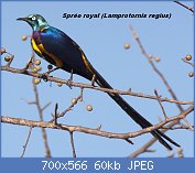 Cliquez sur l'image pour la voir en taille relle

Nom : Golden-breasted_Starling,_Wachile_Road,_Ethiopia.jpg
Affichages : 36
Taille : 59,6 Ko
ID : 113351