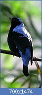 Cliquez sur l'image pour la voir en taille relle

Nom : 800px-Asian_Fairy_Bluebird.jpg
Affichages : 123
Taille : 153,1 Ko
ID : 119271