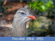 Cliquez sur l'image pour la voir en taille relle

Nom : 1280px-Cariama_cristata_(Rotfuseriema_-_Red-legged_Seriema)_-_Weltvogelpark_Walsrode_2013-01.jpg
Affichages : 49
Taille : 65,3 Ko
ID : 121328