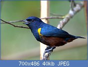 Cliquez sur l'image pour la voir en taille relle

Nom : XX31280px-Flickr_-_Dario_Sanches_-_FERRO-VELHO_(Euphonia_pectoralis).jpg
Affichages : 16
Taille : 39,8 Ko
ID : 114473