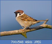 Cliquez sur l'image pour la voir en taille relle

Nom : 1024px-Tree-Sparrow-2009-16-02.jpg
Affichages : 68
Taille : 46,2 Ko
ID : 112697