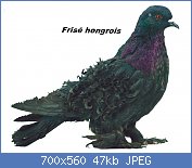 Cliquez sur l'image pour la voir en taille relle

Nom : pigeon-frise-milanais-hongrois.jpg
Affichages : 69
Taille : 46,5 Ko
ID : 114192