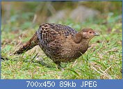 Cliquez sur l'image pour la voir en taille relle

Nom : Female_Mikado_Pheasant.jpg
Affichages : 30
Taille : 88,6 Ko
ID : 116731