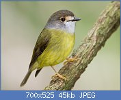 Cliquez sur l'image pour la voir en taille relle

Nom : Robin,_Pale-yellow_JJ_Harrison.jpg
Affichages : 39
Taille : 44,7 Ko
ID : 118381