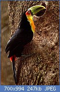 Cliquez sur l'image pour la voir en taille relle

Nom : 800px-Ramphastos_dicolorus_Toucan_a_ventre_rouge.jpg
Affichages : 26
Taille : 246,7 Ko
ID : 118175