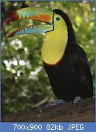 Cliquez sur l'image pour la voir en taille relle

Nom : 800px-Keel-billed_toucan _a_carne.jpg
Affichages : 22
Taille : 82,3 Ko
ID : 118177