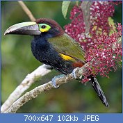 Cliquez sur l'image pour la voir en taille relle

Nom : Yellow-eared_Toucanet.jpg
Affichages : 20
Taille : 102,3 Ko
ID : 118188