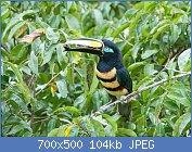 Cliquez sur l'image pour la voir en taille relle

Nom : 1280px-Many-banded_Aracari,_EcuadorMULTIBANDE pteroglossus pluricintus.jpg
Affichages : 33
Taille : 103,7 Ko
ID : 118203