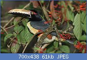 Cliquez sur l'image pour la voir en taille relle

Nom : 1280px-Pteroglossus-torquatus-001 ARACARI A COLLIER.jpg
Affichages : 21
Taille : 60,7 Ko
ID : 118205