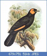 Cliquez sur l'image pour la voir en taille relle

Nom : MacGregor's_Honeyeater.jpg
Affichages : 24
Taille : 51,4 Ko
ID : 116688