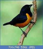 Cliquez sur l'image pour la voir en taille relle

Nom : XX5800px-Euphonia_rufiventris_1.jpg
Affichages : 18
Taille : 52,8 Ko
ID : 114472