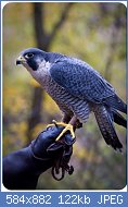 Cliquez sur l'image pour la voir en taille relle

Nom : Falco_Peregrino_(falco_peregrinus)_-_colagem 2.jpg
Affichages : 70
Taille : 121,5 Ko
ID : 118714