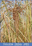 Cliquez sur l'image pour la voir en taille relle

Nom : Black-breasted_Weaver_Ploceus_benghalensis_by_Dr._Raju_Kasambe_03.jpg
Affichages : 80
Taille : 281,8 Ko
ID : 119184