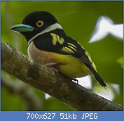 Cliquez sur l'image pour la voir en taille relle

Nom : Black-and-Yellow_Broadbill_-_Thailand_H8O6740.jpg
Affichages : 28
Taille : 50,6 Ko
ID : 117442