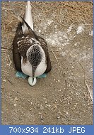 Cliquez sur l'image pour la voir en taille relle

Nom : Ecuador_Blue-footed_Booby_egg_6347.jpg
Affichages : 36
Taille : 240,6 Ko
ID : 117707