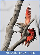 Cliquez sur l'image pour la voir en taille relle

Nom : Northern_Flicker_on_Seedskadee_National_Wildlife_Refuge_(25906541634).jpg
Affichages : 80
Taille : 81,5 Ko
ID : 122177