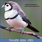 Cliquez sur l'image pour la voir en taille relle

Nom : Double-barred_finch_8066-2.jpg
Affichages : 287
Taille : 82,1 Ko
ID : 117204