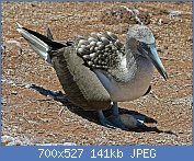 Cliquez sur l'image pour la voir en taille relle

Nom : 1280px-Blue-footed_Booby_Galapagos_RWD4.jpg
Affichages : 33
Taille : 141,3 Ko
ID : 117703