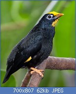 Cliquez sur l'image pour la voir en taille relle

Nom : Golden_Crested_Myna2.jpg
Affichages : 77
Taille : 61,7 Ko
ID : 119764