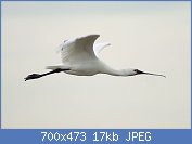 Cliquez sur l'image pour la voir en taille relle

Nom : 1280px-Eurasian_Spoonbill_(Platalea_leucorodia)_flying.jpg
Affichages : 57
Taille : 17,1 Ko
ID : 121370