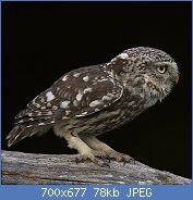 Cliquez sur l'image pour la voir en taille relle

Nom : 1280px-Little_owl_watching_a_stoat_(42511909370).jpg
Affichages : 253
Taille : 77,7 Ko
ID : 123559