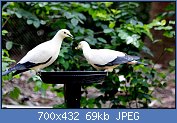 Cliquez sur l'image pour la voir en taille relle

Nom : 1280px-PIED_IMPERIAL_PIGEON_(8552161752).jpg
Affichages : 86
Taille : 69,0 Ko
ID : 121955