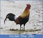 Cliquez sur l'image pour la voir en taille relle

Nom : Gallus_gallus_male_Kaziranga_1.jpg
Affichages : 260
Taille : 57,3 Ko
ID : 123641