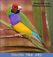 Cliquez sur l'image pour la voir en taille relle

Nom : 800px-Male_adult_Gouldian_Finch.jpg
Affichages : 284
Taille : 74,3 Ko
ID : 117208