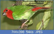 Cliquez sur l'image pour la voir en taille relle

Nom : Red-throated_Parrotfinch.jpg
Affichages : 283
Taille : 53,7 Ko
ID : 117210