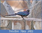 Cliquez sur l'image pour la voir en taille relle

Nom : Lamprotornis_mevesii_by_Ron_Knight.jpg
Affichages : 32
Taille : 77,5 Ko
ID : 112932