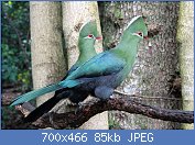 Cliquez sur l'image pour la voir en taille relle

Nom : 1280px-Knysna_Turacos.jpg
Affichages : 69
Taille : 84,8 Ko
ID : 118732